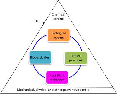 Recent advances in cowpea IPM in West Africa